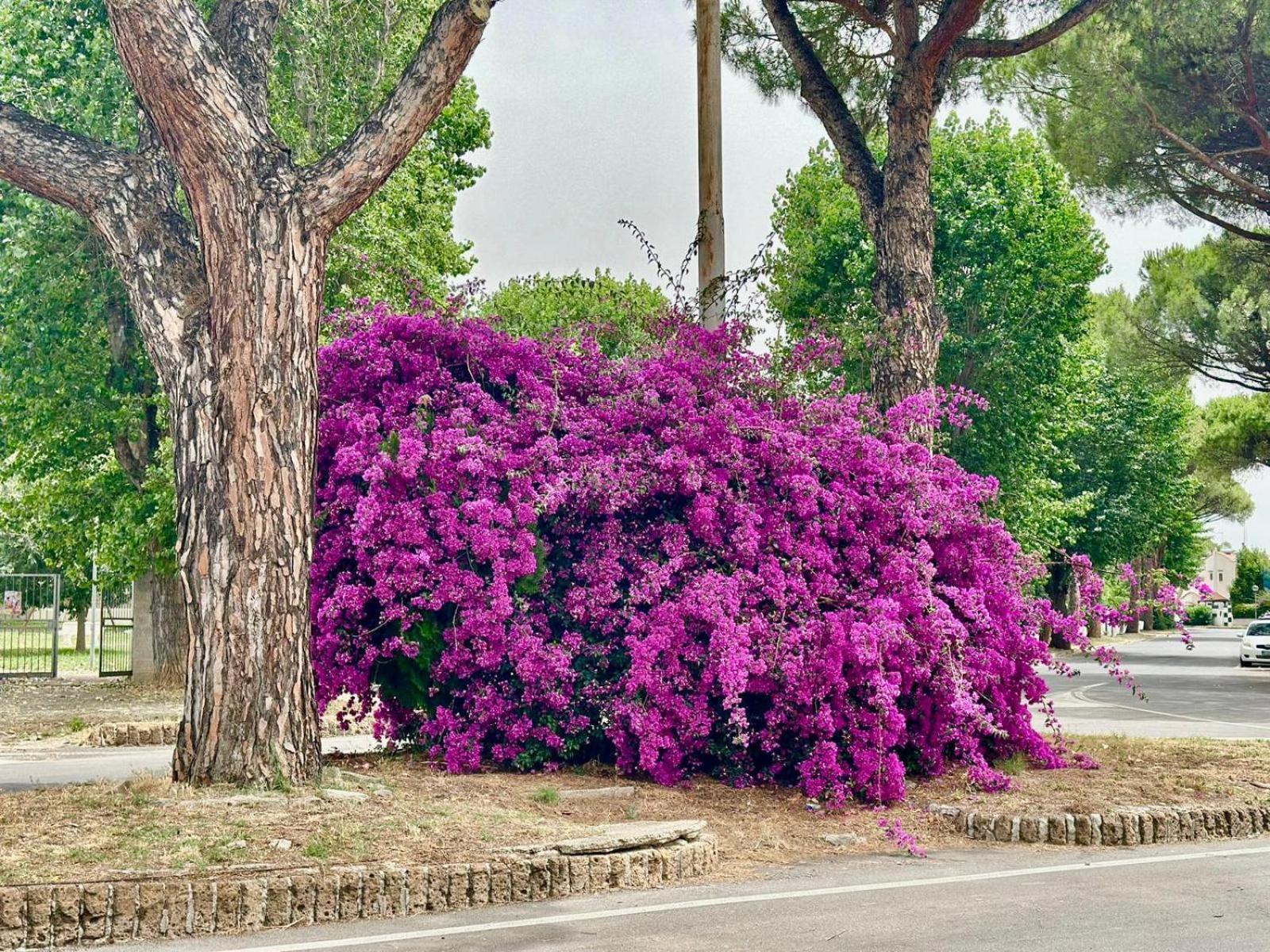 Villa Casa Mila White Marina di Cerveteri Esterno foto