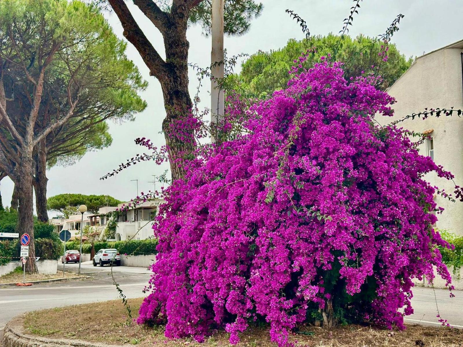 Villa Casa Mila White Marina di Cerveteri Esterno foto